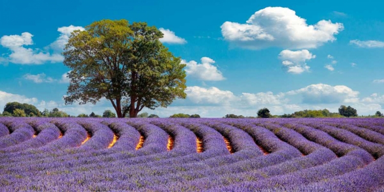 Picture of LAVENDER FIELD IN PROVENCE, FRANCE