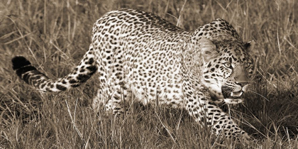 Picture of LEOPARD HUNTING