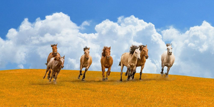 Picture of HERD OF WILD HORSES