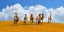 Picture of HERD OF WILD HORSES