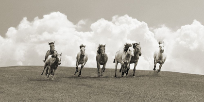 Picture of HERD OF WILD HORSES (BW)