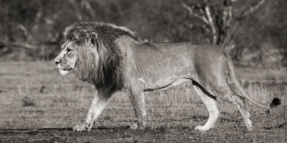 Picture of LION WALKING IN AFRICAN SAVANNAH