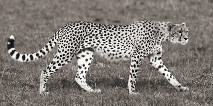 Picture of CHEETAH HUNTING, MASAI MARA