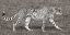 Picture of CHEETAH HUNTING, MASAI MARA