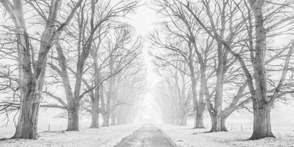Picture of TREE LINED ROAD IN THE SNOW