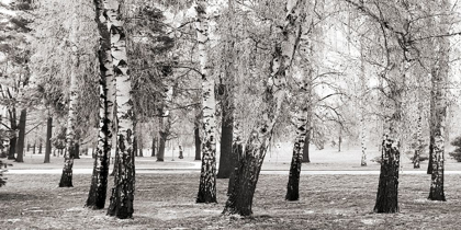 Picture of BIRCHES IN A PARK