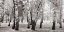 Picture of BIRCHES IN A PARK