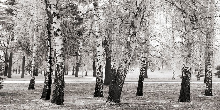 Picture of BIRCHES IN A PARK