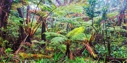 Picture of PALM AND FERN FOREST, HAWAII (DETAIL)