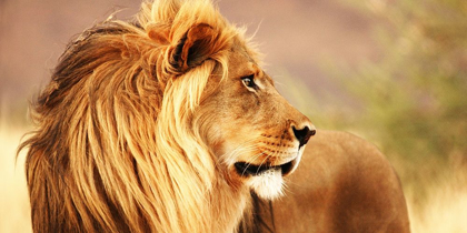 Picture of MALE LION, NAMIBIA (DETAIL)