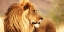Picture of MALE LION, NAMIBIA (DETAIL)