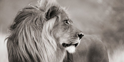 Picture of MALE LION, NAMIBIA (DETAIL, BW)