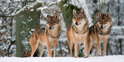 Picture of WOLVES IN THE SNOW, GERMANY (DETAIL)