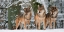 Picture of WOLVES IN THE SNOW, GERMANY (DETAIL)