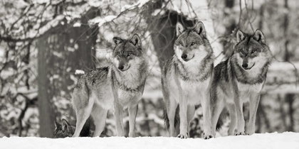 Picture of WOLVES IN THE SNOW, GERMANY (DETAIL, BW)