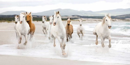 Picture of HORSES ON THE BEACH