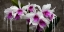 Picture of ORCHID BLACKBOARD