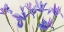 Picture of IRIS