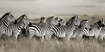 Picture of GRANTS ZEBRA, MASAI MARA, KENYA