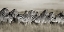 Picture of GRANTS ZEBRA, MASAI MARA, KENYA
