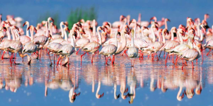 Picture of LESSER FLAMINGO, LAKE NAKURU, KENYA