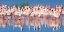 Picture of LESSER FLAMINGO, LAKE NAKURU, KENYA