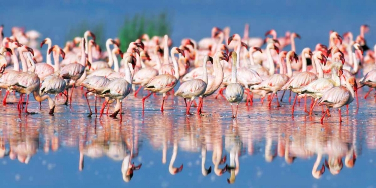 Picture of LESSER FLAMINGO, LAKE NAKURU, KENYA