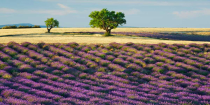 Picture of LAVENDER FIELD AND ALMOND TREE, PROVENCE, FRANCE