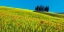 Picture of CYPRESS AND CORN FIELD, TUSCANY, ITALY