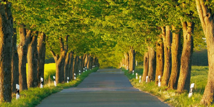 Picture of LIME TREE ALLEY, MECKLENBURG LAKE DISTRICT, GERMANY