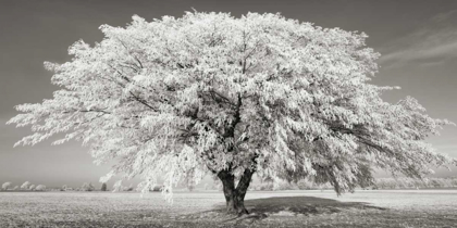 Picture of LIME TREE WITH FROST, BAVARIA, GERMANY