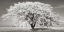 Picture of LIME TREE WITH FROST, BAVARIA, GERMANY