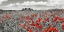 Picture of FARM HOUSE WITH CYPRESSES AND POPPIES, TUSCANY, ITALY