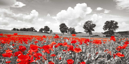 Picture of POPPIES AND VICIAS IN MEADOW, MECKLENBURG LAKE DISTRICT, GERMANY