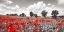 Picture of POPPIES AND VICIAS IN MEADOW, MECKLENBURG LAKE DISTRICT, GERMANY