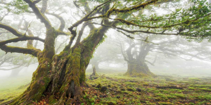 Picture of LAUREL FOREST IN FOG, MADEIRA, PORTUGAL