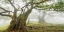 Picture of LAUREL FOREST IN FOG, MADEIRA, PORTUGAL