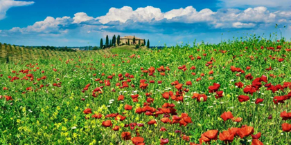 Picture of FARM HOUSE WITH CYPRESSES AND POPPIES, TUSCANY, ITALY