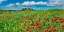 Picture of FARM HOUSE WITH CYPRESSES AND POPPIES, TUSCANY, ITALY