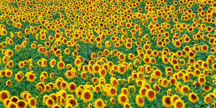 Picture of SUNFLOWER FIELD, FRANCE