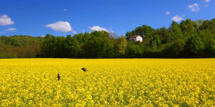 Picture of VOLO DI RONDINI