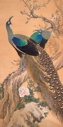 Picture of A PAIR OF PEACOCKS IN SPRING