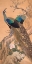 Picture of A PAIR OF PEACOCKS IN SPRING