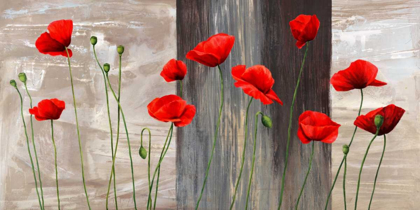 Picture of COUNTRY POPPIES
