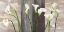 Picture of COUNTRY CALLAS