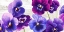 Picture of DANCE OF PANSIES