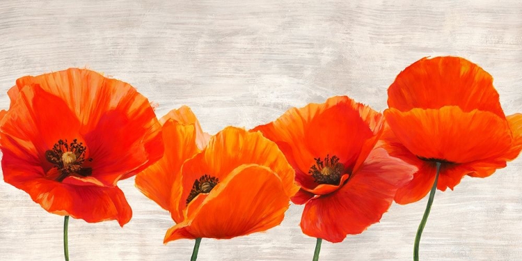 Picture of BRIGHT POPPIES