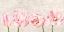 Picture of CLASSIC TULIPS