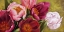 Picture of MY TULIPS