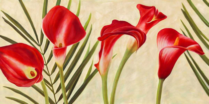 Picture of RED CALLAS